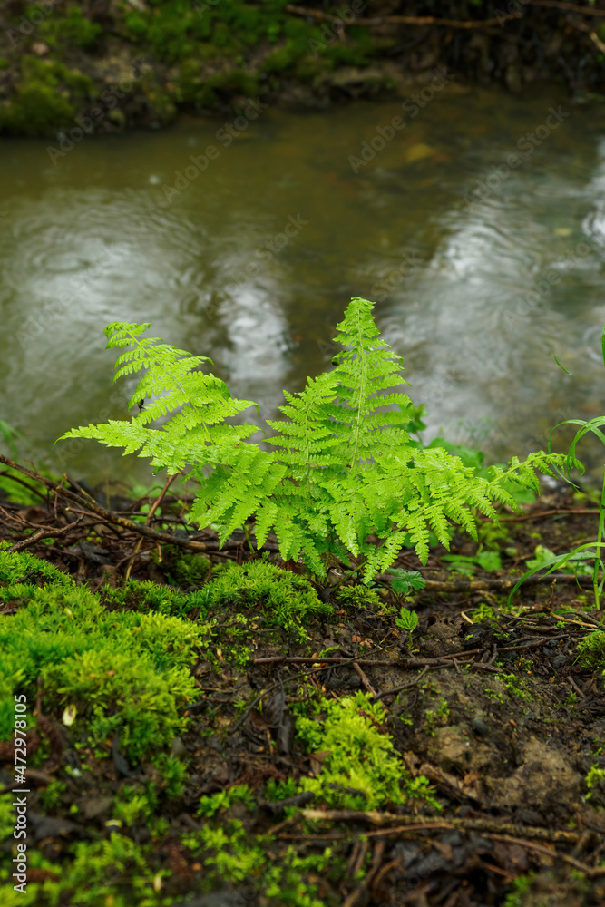 A green fern growing by the river with rain falling.