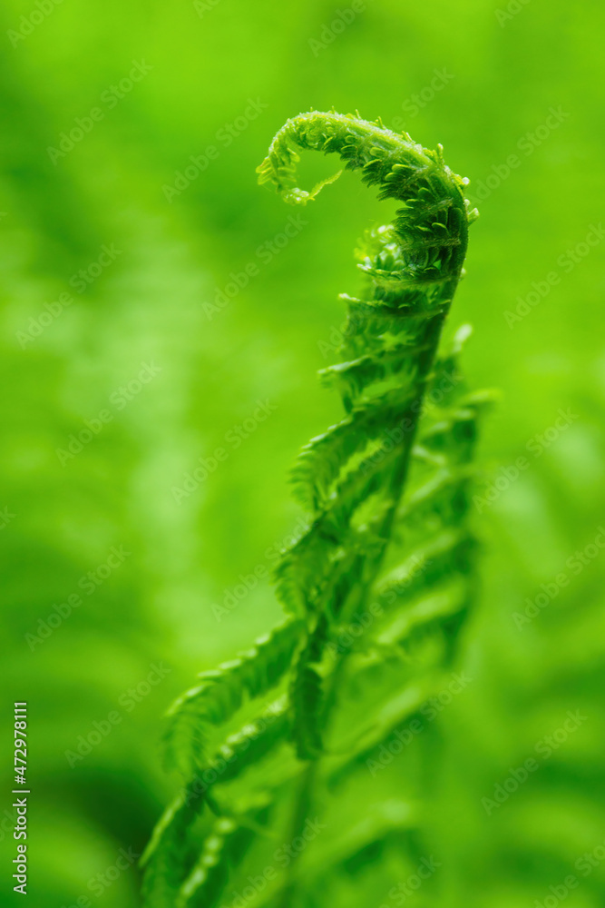 Fresh green fern leaves out in nature. Fresh green fern leaves out in nature.
