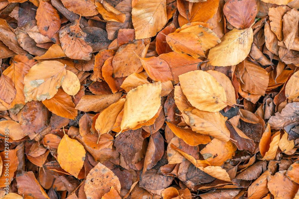 Closeup of fallen beech leaves lying on the ground. The photo was taken on a sunny day in the autumn season.