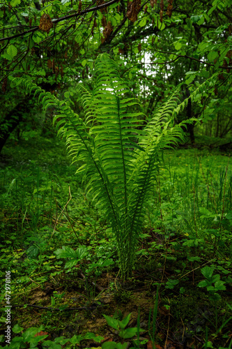 The lush green leaves of the fern growing under the trees.