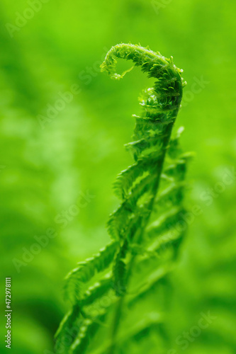 Fresh green fern leaves out in nature.