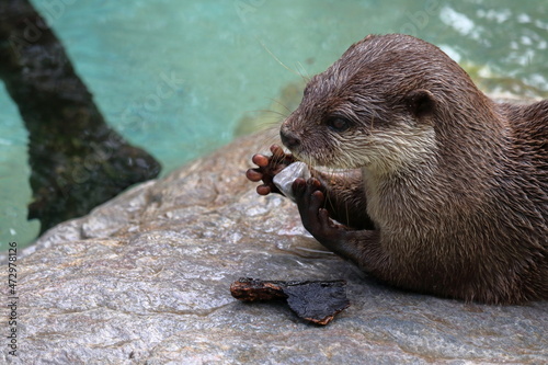 コツメカワウソ　小石で遊ぶ　秋 photo