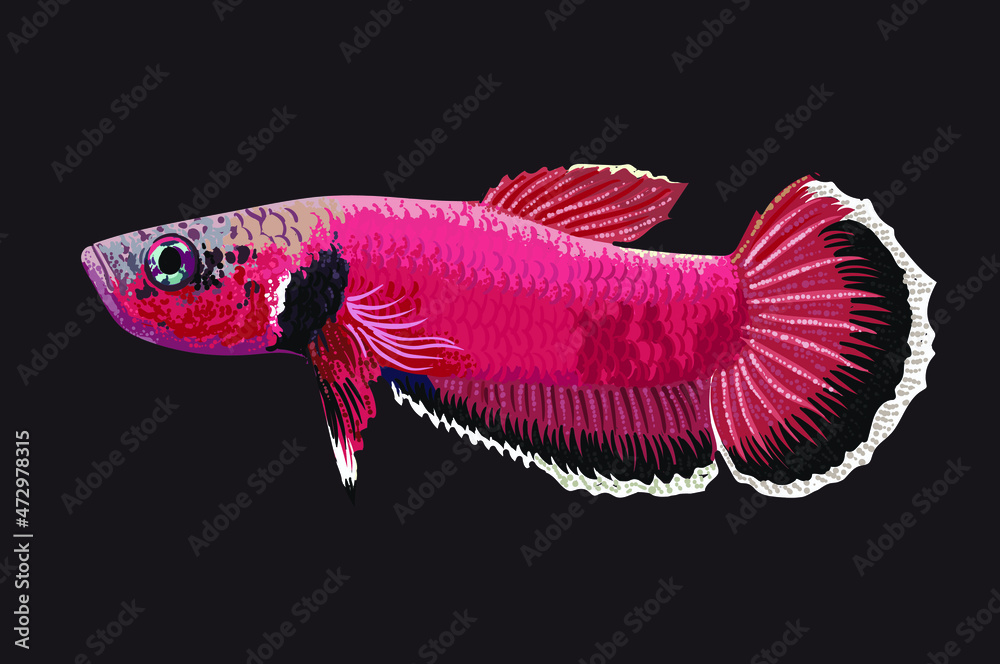 Drawing betta channoides, art.illustration, vector Drawing betta channoides, art.illustration, vector