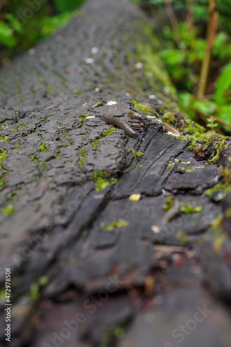 A brown slug crawling on a fallen tree trunk. 