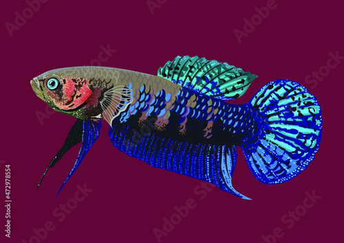 Drawing betta hendra, art.illustration, vector