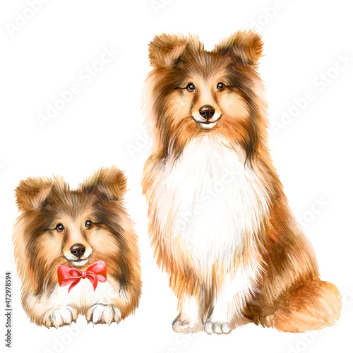 Canvas Print Watercolor illustration with two red-and-white Кollie dogs, watercolor animals, dogs wall art, pets, dog breed