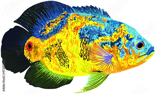 Drawing blue oscar, art.illustration, baeutiful fish, vector photo