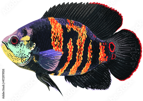 Drawing bolivan oscar, art.illustration, exotic fish, vector