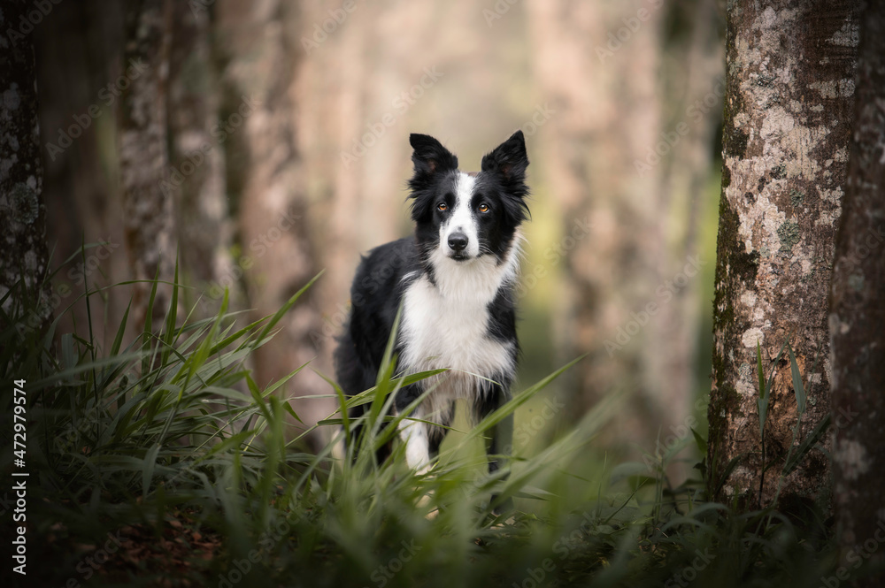 Border collie dog black and white portrait Border collie dog black and white portrait
