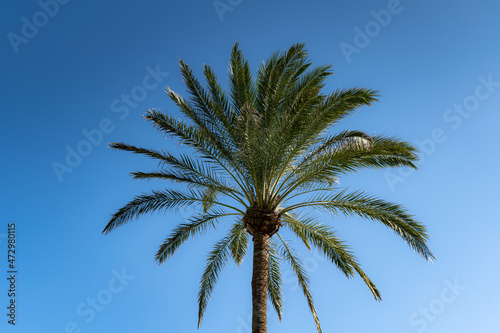 Palm trees during sunny day