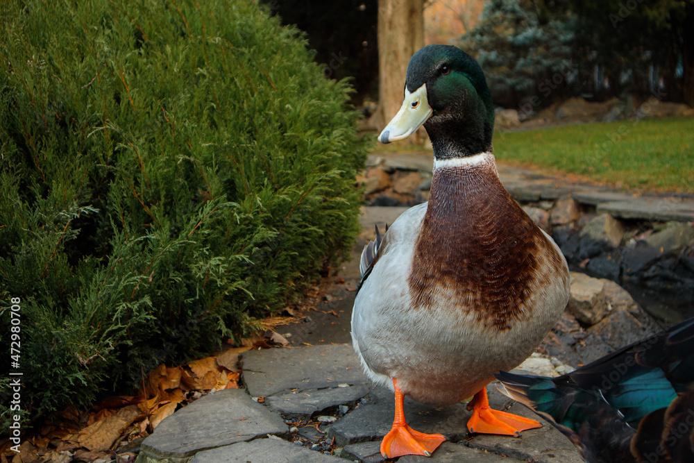 Fototapeta premium The drake stands near the green bushes close-up. Male duck posing on natural background