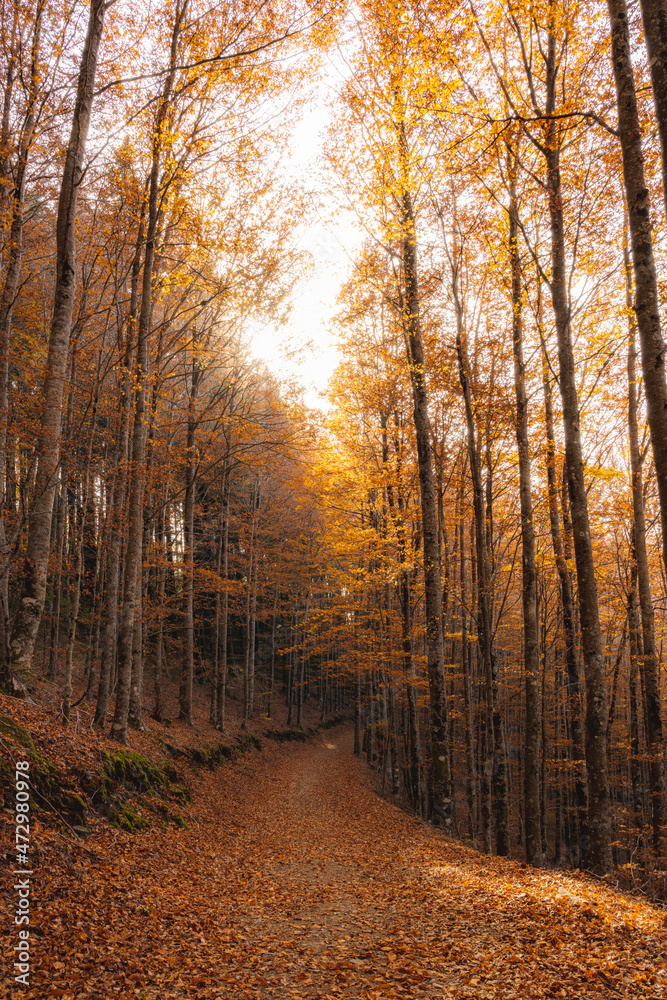 Autumn forest pathway leaves Autumn forest pathway leaves