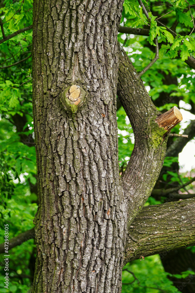 New cuts to the branch at the trunk of the green-leafed oak tree.