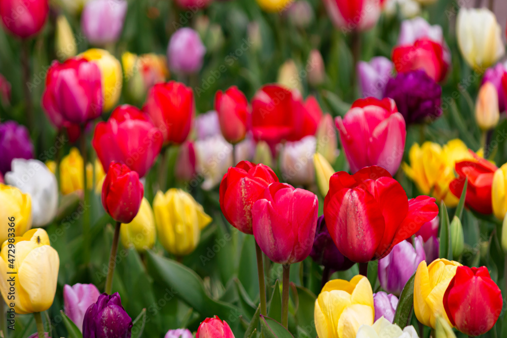 Beautiful and colorful flowers in spring with tulips in The Netherlands Beautiful and colorful flowers in spring with tulips in The Netherlands