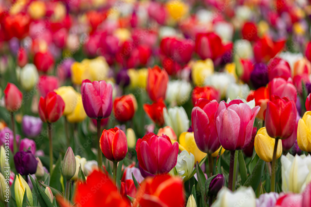 Beautiful and colorful flowers in spring with tulips in The Netherlands
