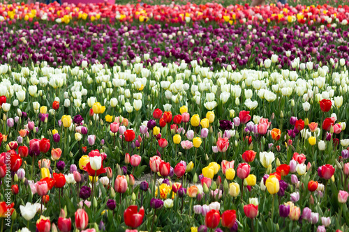 Beautiful and colorful flowers in spring with tulips in The Netherlands