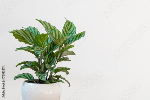 Calathea Freddie (Calathea concinna) plant in white background