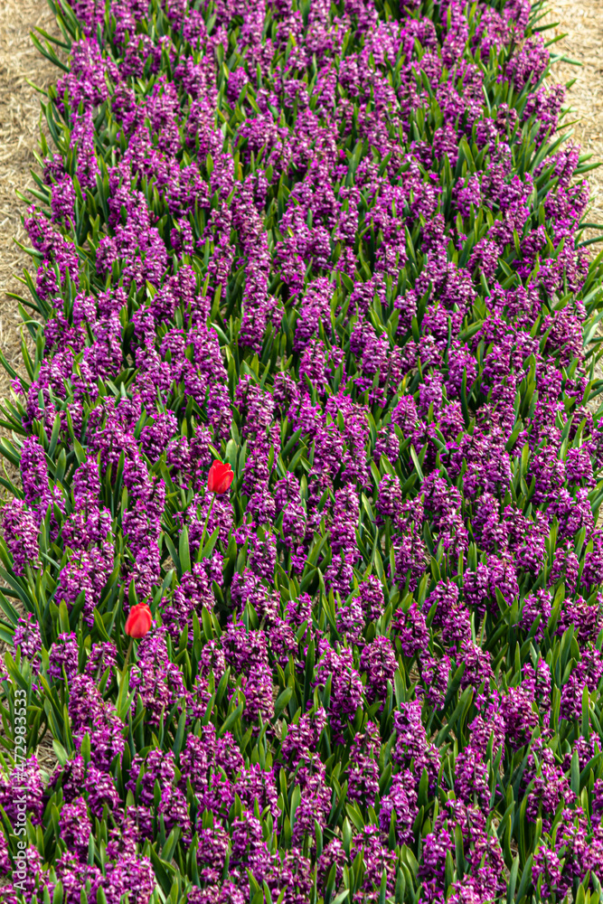 Beautiful and colorful flowers in spring with tulips in The Netherlands Beautiful and colorful flowers in spring with tulips in The Netherlands