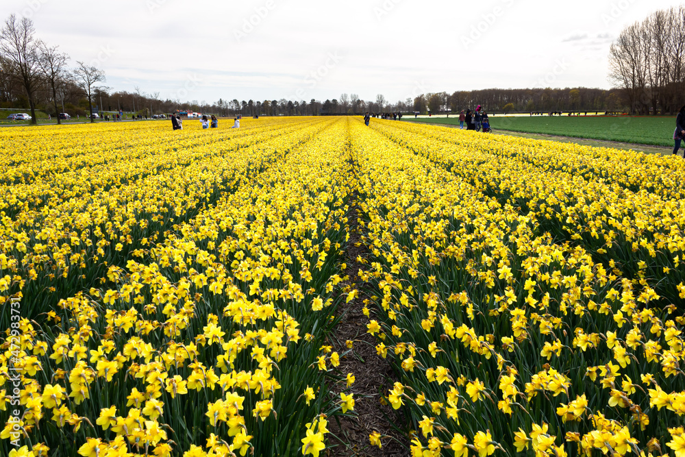 Fototapeta premium Beautiful and colorful flowers in spring with tulips in The Netherlands