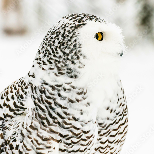 polar owl in the snow large © DANIL