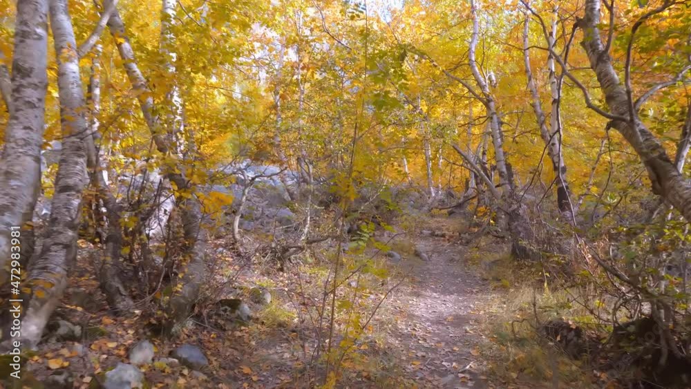 POV Walk through the forest - first-person walk along forest road between the trunks of birch trees in autumn forest. sun is breaking through, beautiful deciduous earth is strewn with yellow leaves. POV Walk through the forest - first-person walk along forest road between the trunks of birch trees in autumn forest. sun is breaking through, beautiful deciduous earth is strewn with yellow leaves.
