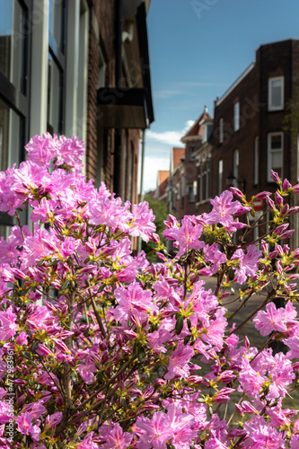 Street of old town with old buildings in Haarlem, Netherlands © Erol