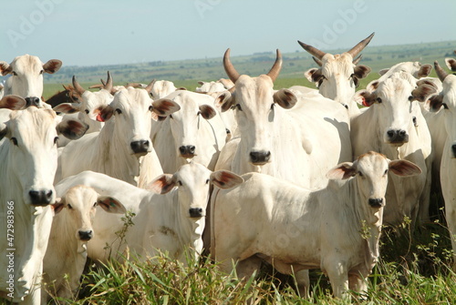 Konstfotografi vacas raça nelore paridas - vacas nelore com bezerros ao pé