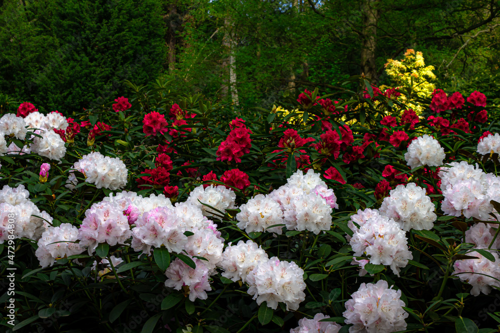 Beautiful and colorful flowers in lush green garden with contrasted colors