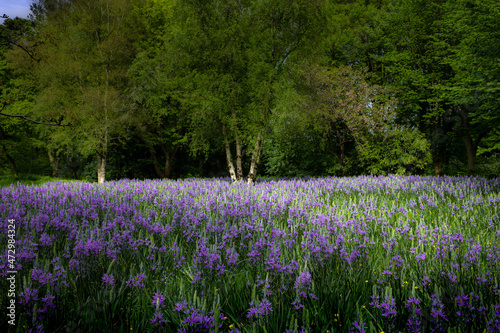 Beautiful and colorful flowers in lush green garden with contrasted colors