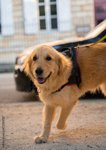 Chien