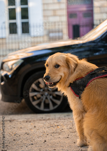 Chien