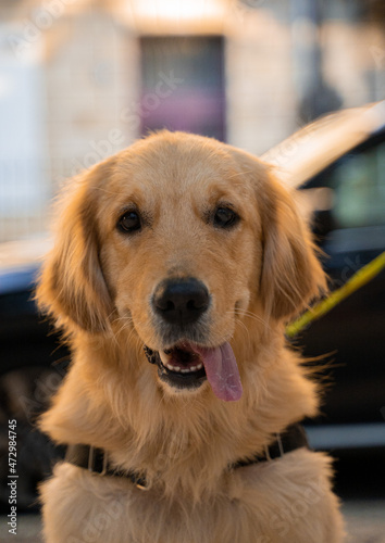 Chien