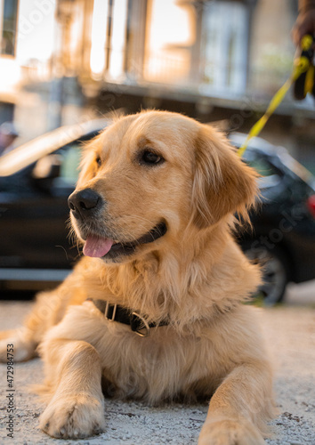 Chien