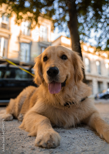 Chien