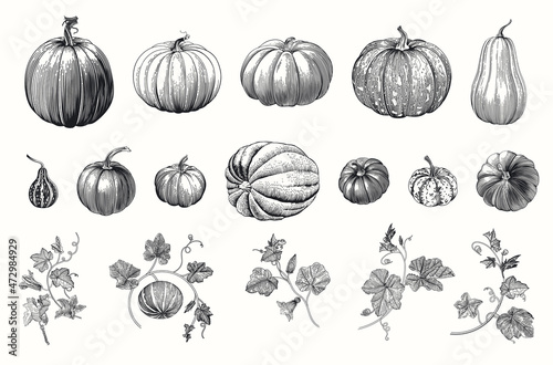 Pumpkin. Set. Botanical vintage illustration. Black and white