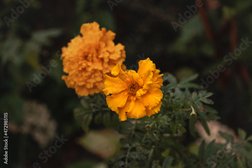Marigold flowers with an incomparable smell, on a dark background of green foliage. Autumn bright yellow flower marigolds. Marigold flowers in the garden on a dark background.