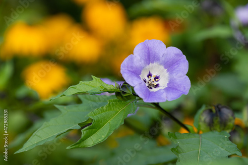 Close up of an apple of Peru (nicandra physalodes) flower in bloom photo