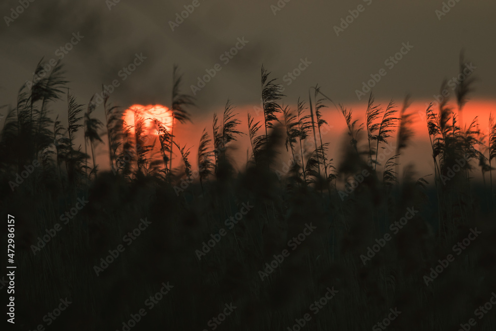 A sunset lake with reed flowers. 