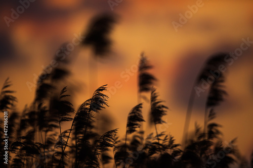 A sunset lake with reed flowers. 