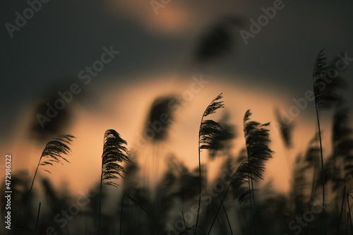 A sunset lake with reed flowers. 