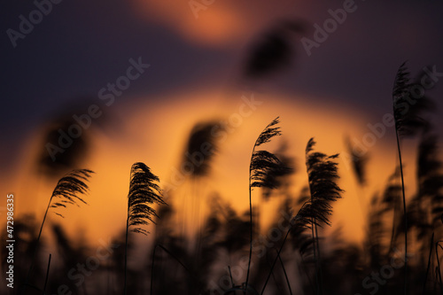 A sunset lake with reed flowers. 