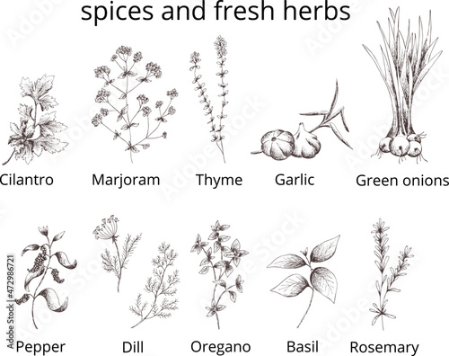 Vector vintage set spices and herbs isolated.Cilantro,marjoram,thyme, garlic,green onions,pepper,dill,oregano,basil,rosemary.Template eps print for label,packaging.Outline on transparent background