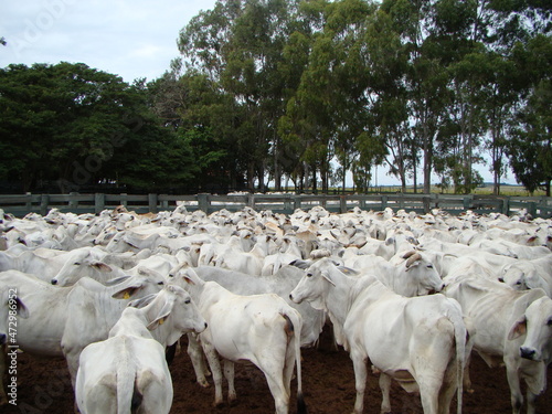 vacas raça nelore - paisagem rural - fazenda