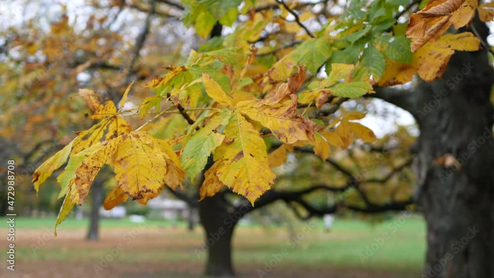 Autumn, leaf fall, sunny day in the autumn forest. Golden autumn - colorful leaves on the trees, a kaleidoscope of color and light during the fall. Autumn, leaf fall, sunny day in the autumn forest. Golden autumn - colorful leaves on the trees, a kaleidoscope of color and light during the fall.