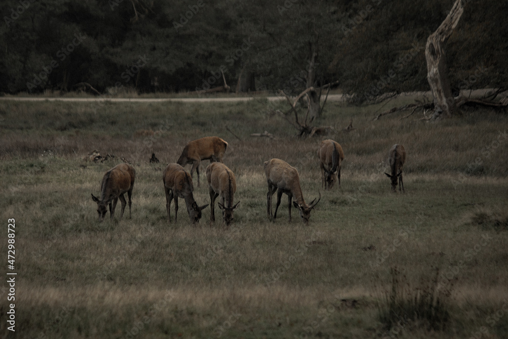 Wild nature with deer and reindeer in natural park in Dyrehaven, Copenhagen, Denmark Wild nature with deer and reindeer in natural park in Dyrehaven, Copenhagen, Denmark