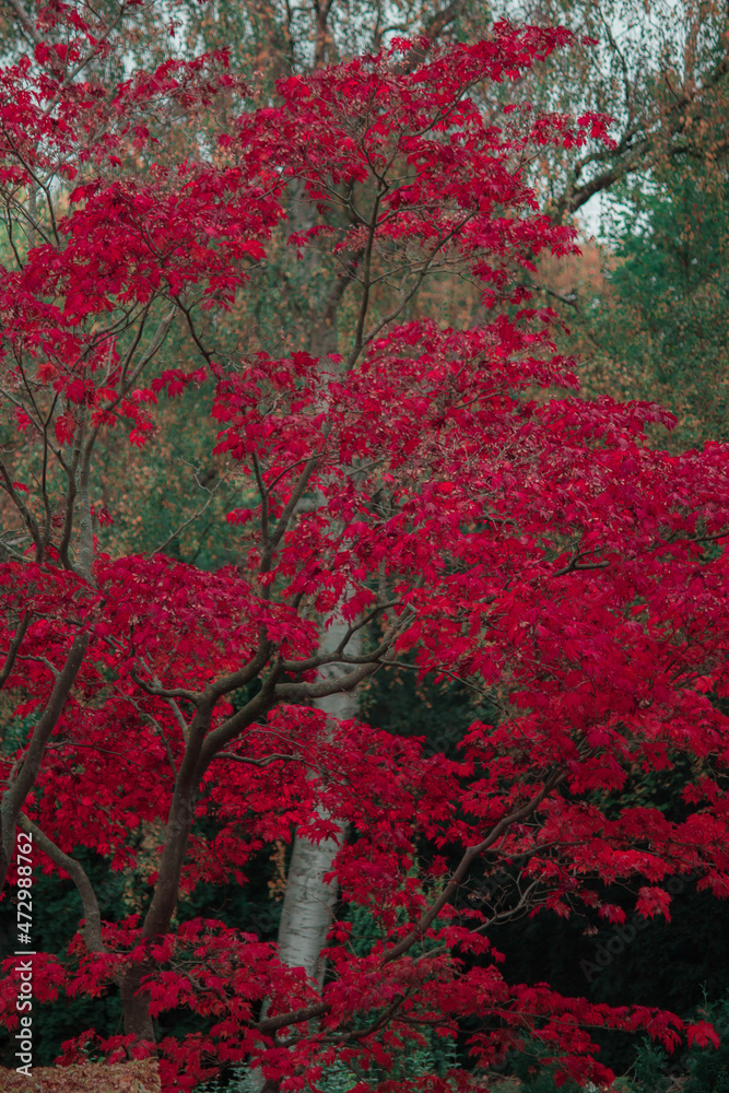 Beautiful and colorful autumn stock photo with red, orange and green Beautiful and colorful autumn stock photo with red, orange and green