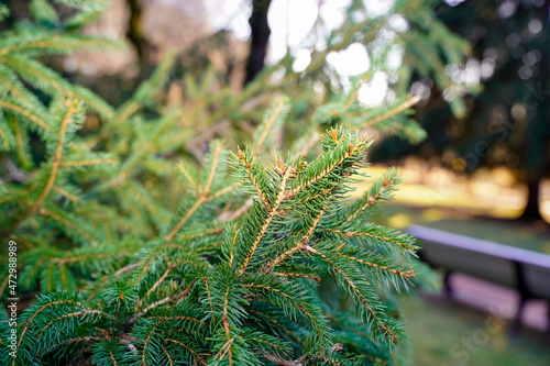 Coniferous tree in the approximation