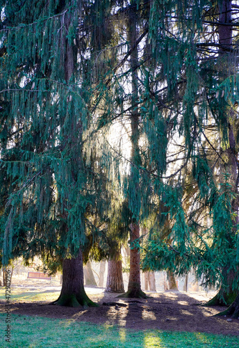 A fairy-tale forest in a sunny park illuminated in a contour light