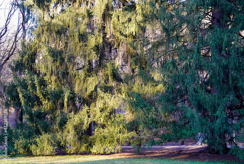 Light and dark pine in the coniferous forest in the park