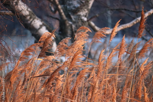 reeds in the snow